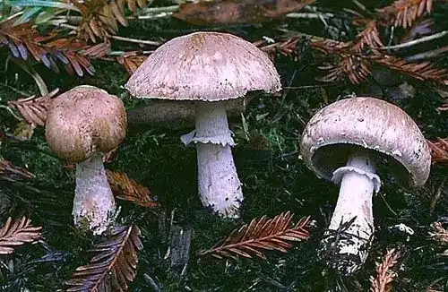 အော်ဂဲနစ် Agaricus Blazei Powder 333.webp.jpg