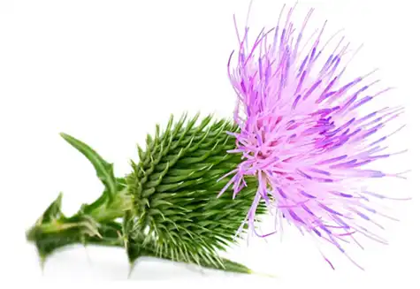 product-1-1 product-1-1