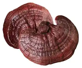 product-1-1 product-1-1