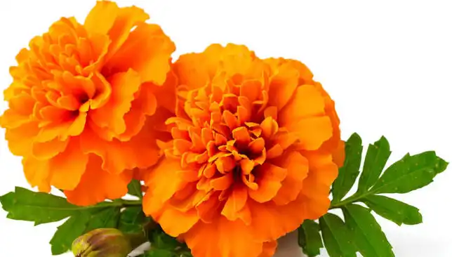 product-1-1 product-1-1