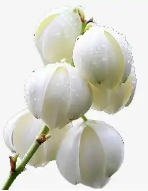 product-1-1 product-1-1