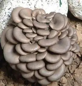 product-1-1 product-1-1