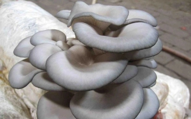 product-1-1 product-1-1