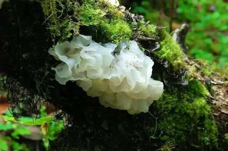 product-1-1 product-1-1