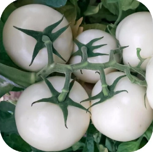 product-1-1 product-1-1