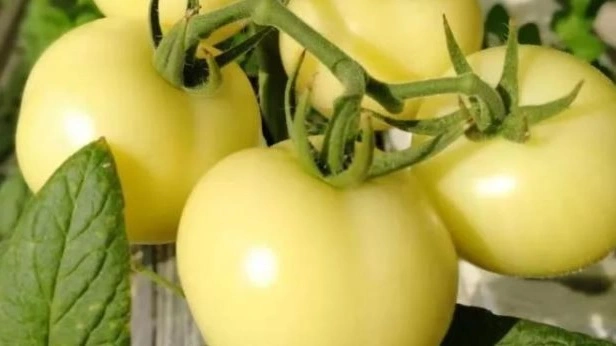 product-1-1 product-1-1